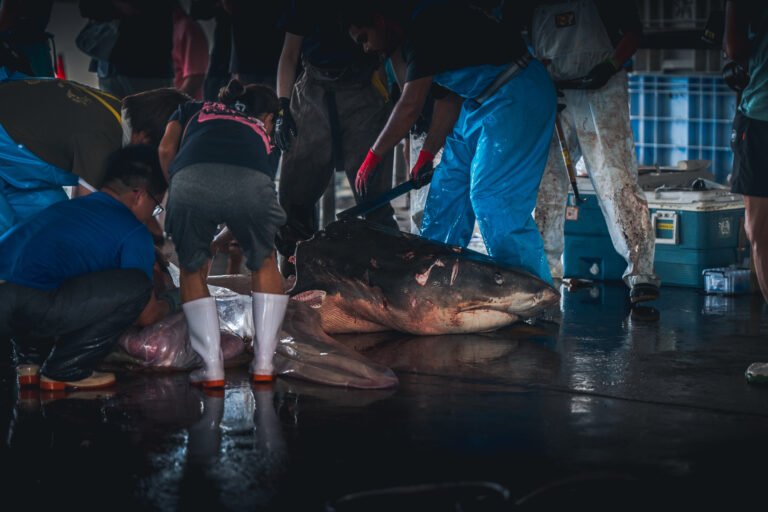 Shark culling ishigaki